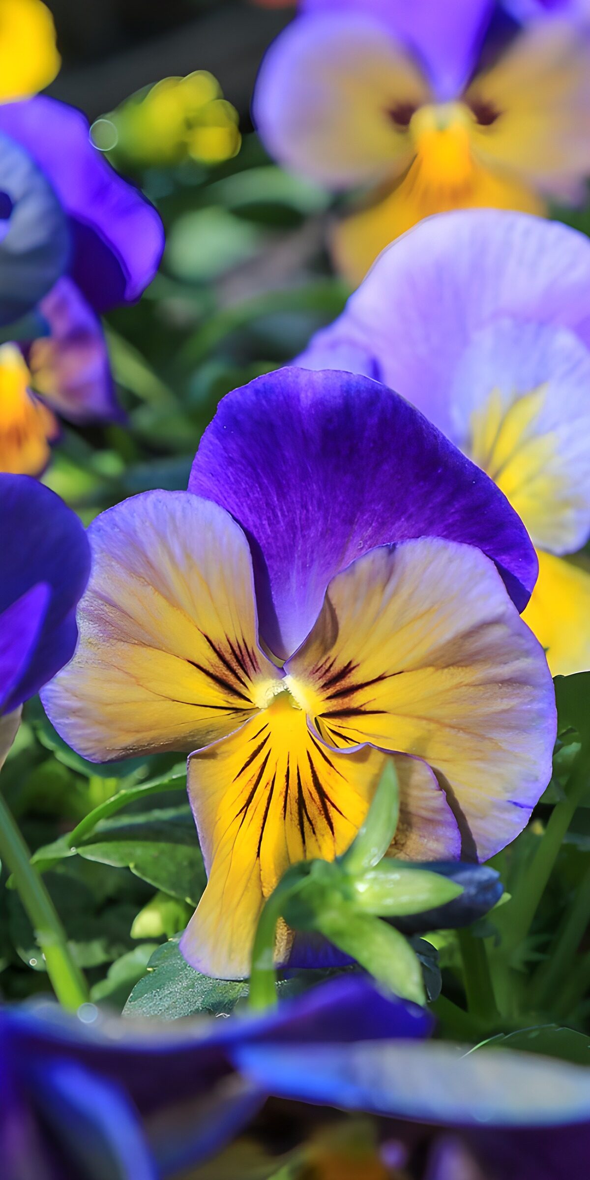 TPDE38946: Bunte Stiefmütterchen im Garten