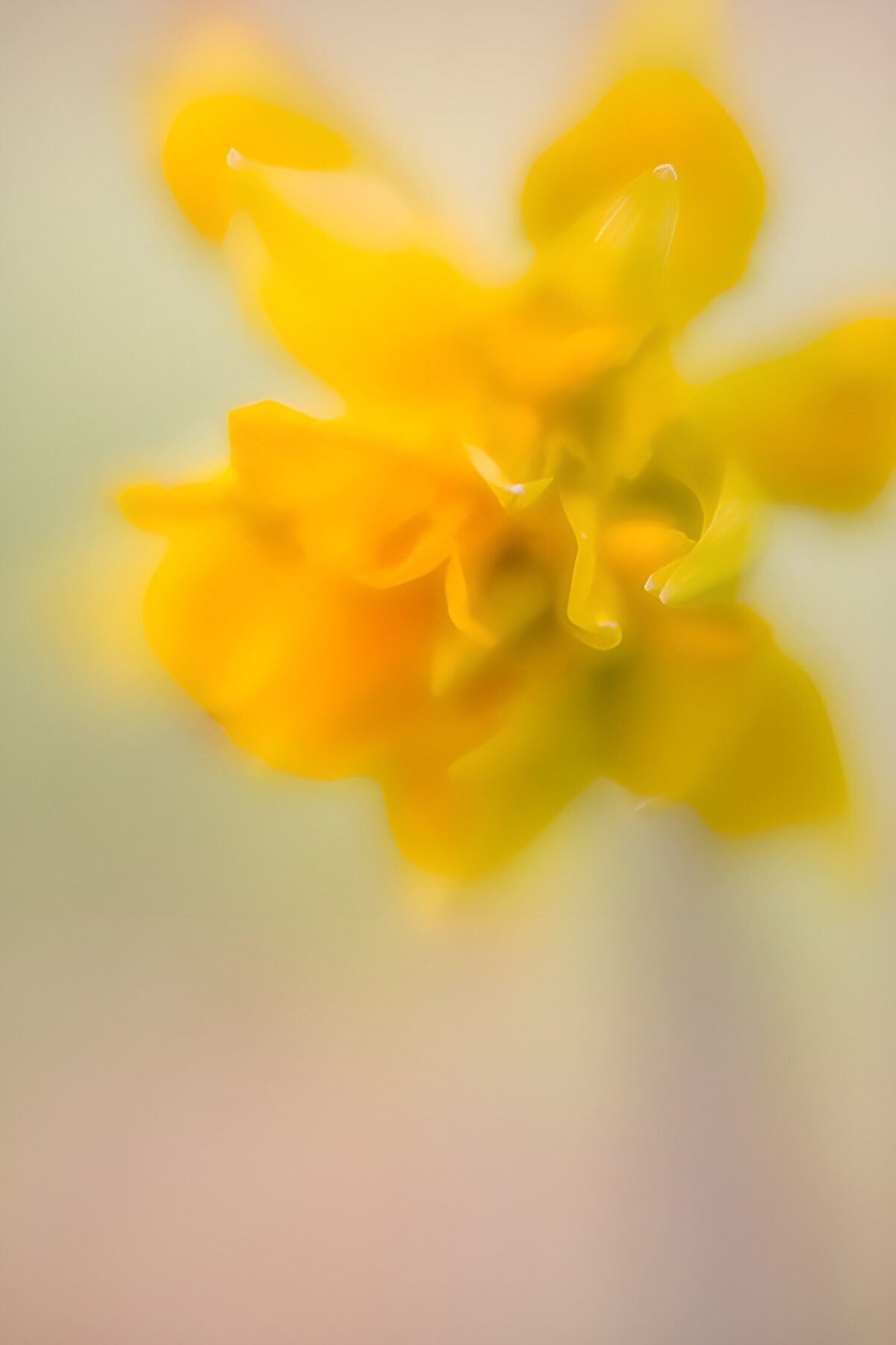TPDE40957: Verschwommene gelbe Blüte