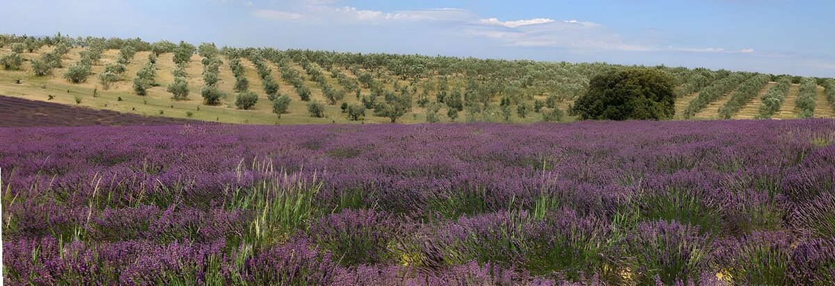 TPDE39457: Lavendel als Sinnbild für die Provence
