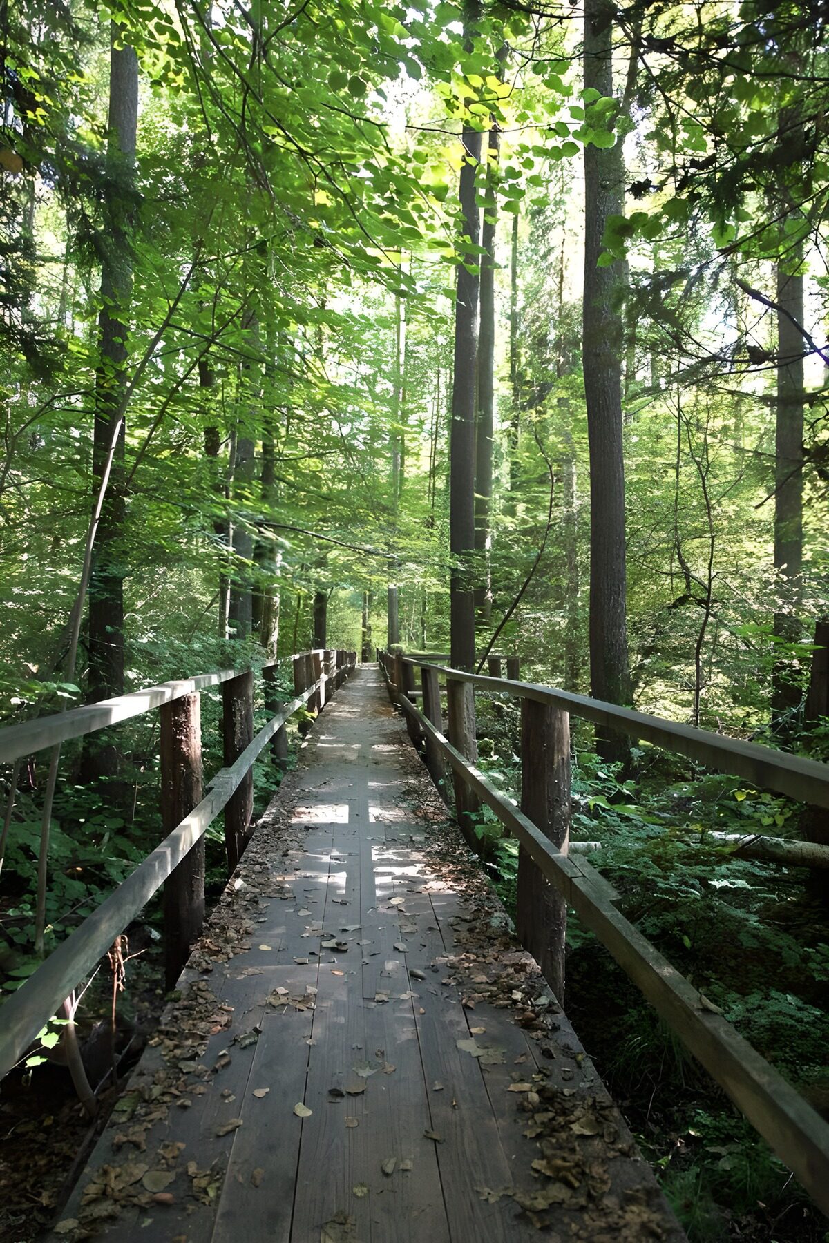 TPDE69869: Holzbrücke über einen Bach im Wald