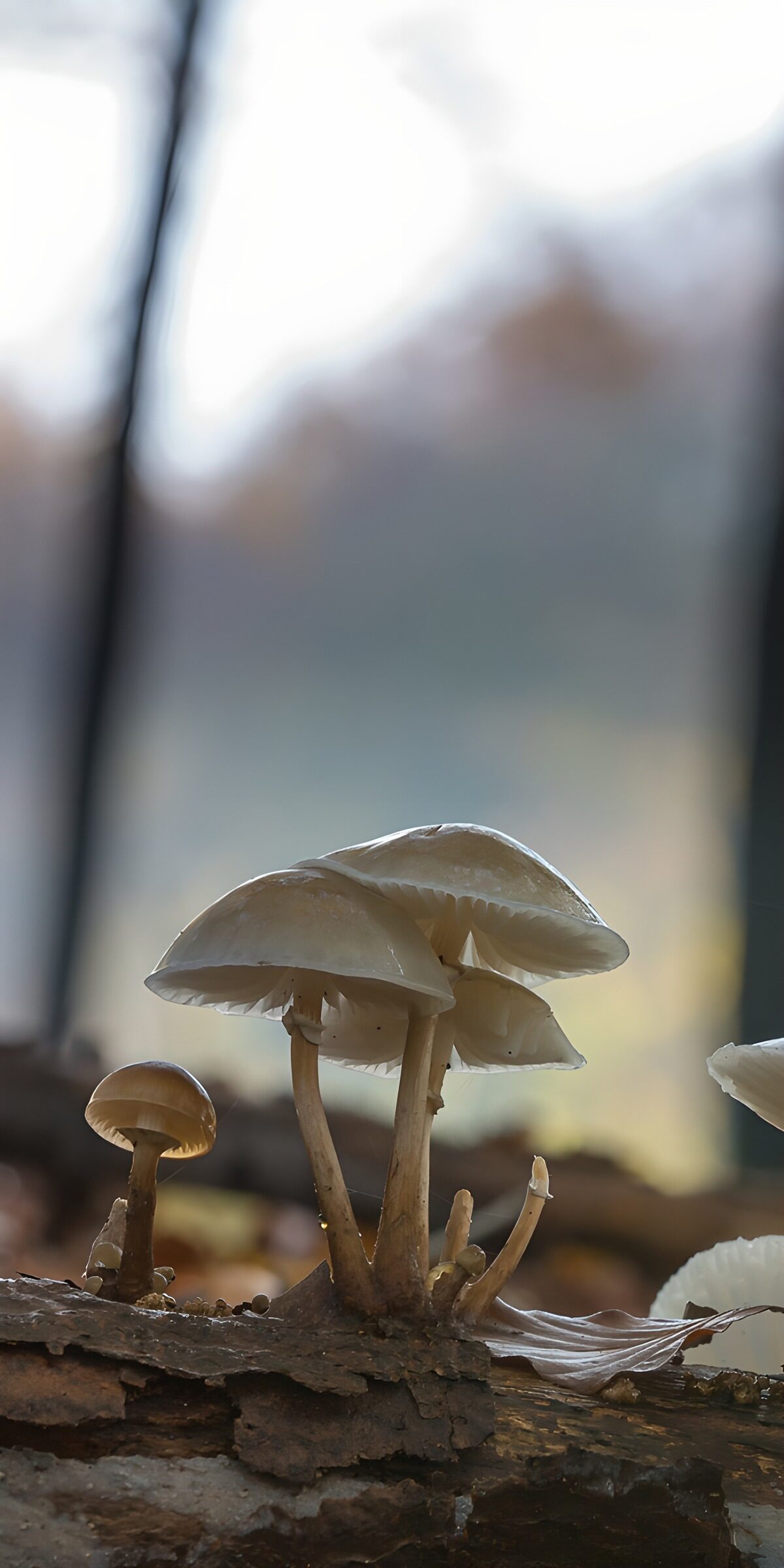 TPDE38744: Zauberhafte Pilze im Wald