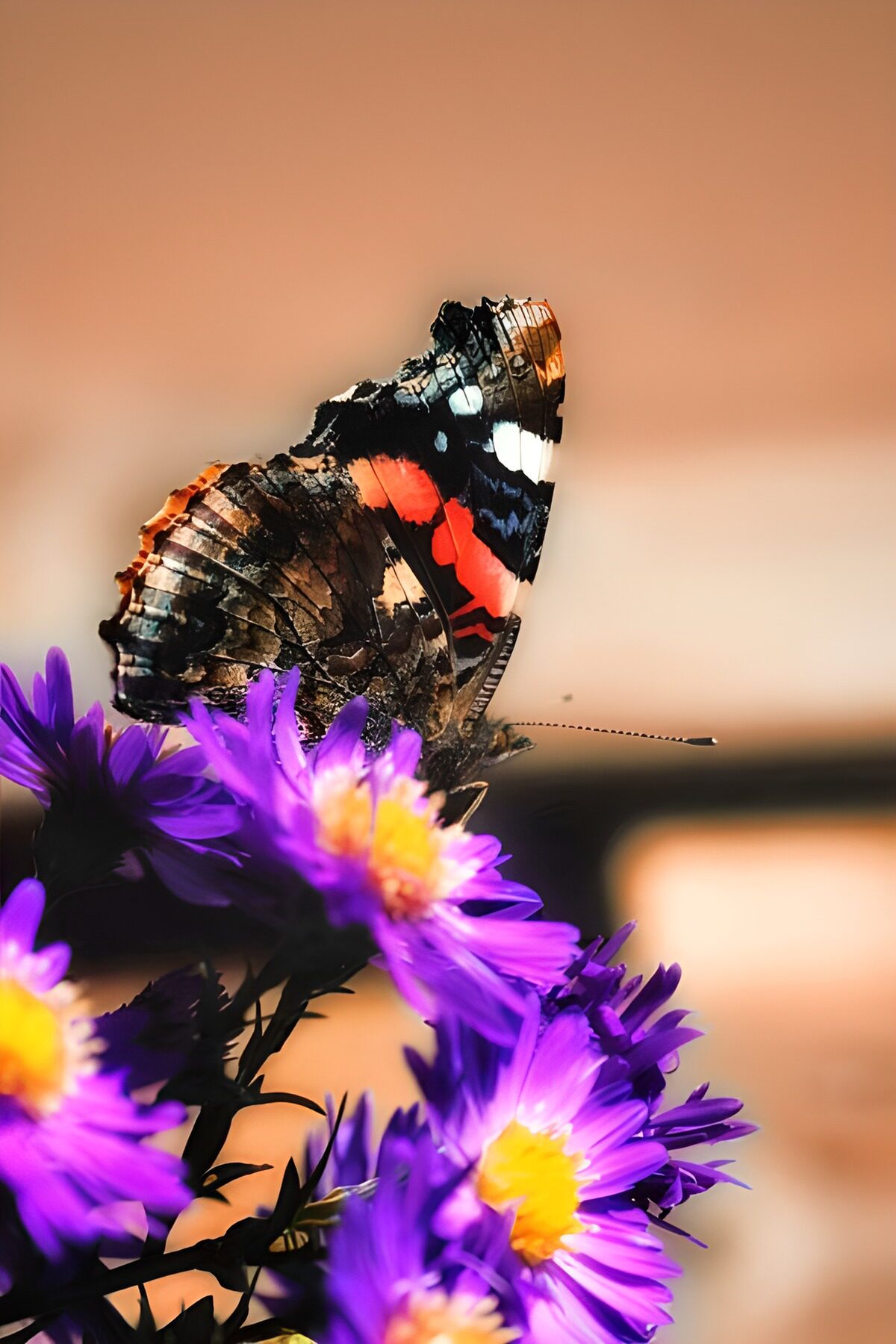 TPDE45560: farbiger Schmetterling auf blauen Blüten