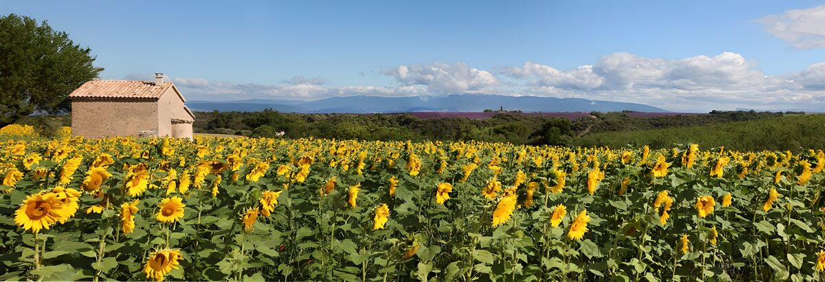Sonnenblumen auf den Hügeln  in Süd-Frankreich