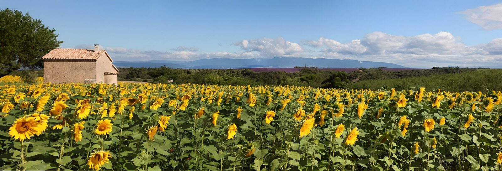 TPDE74365: Sonnenblumen auf den Hügeln  in Süd-Frankreich