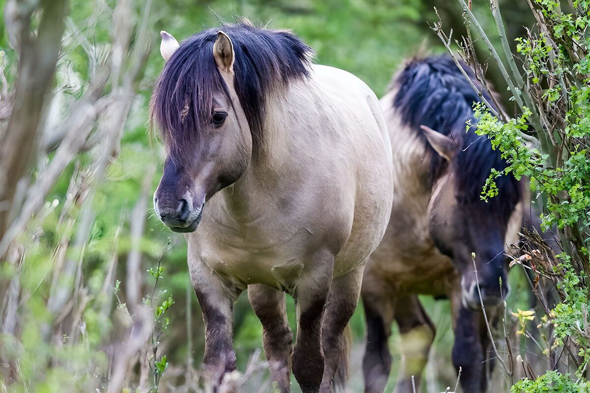 2 Schimmel  im Wald