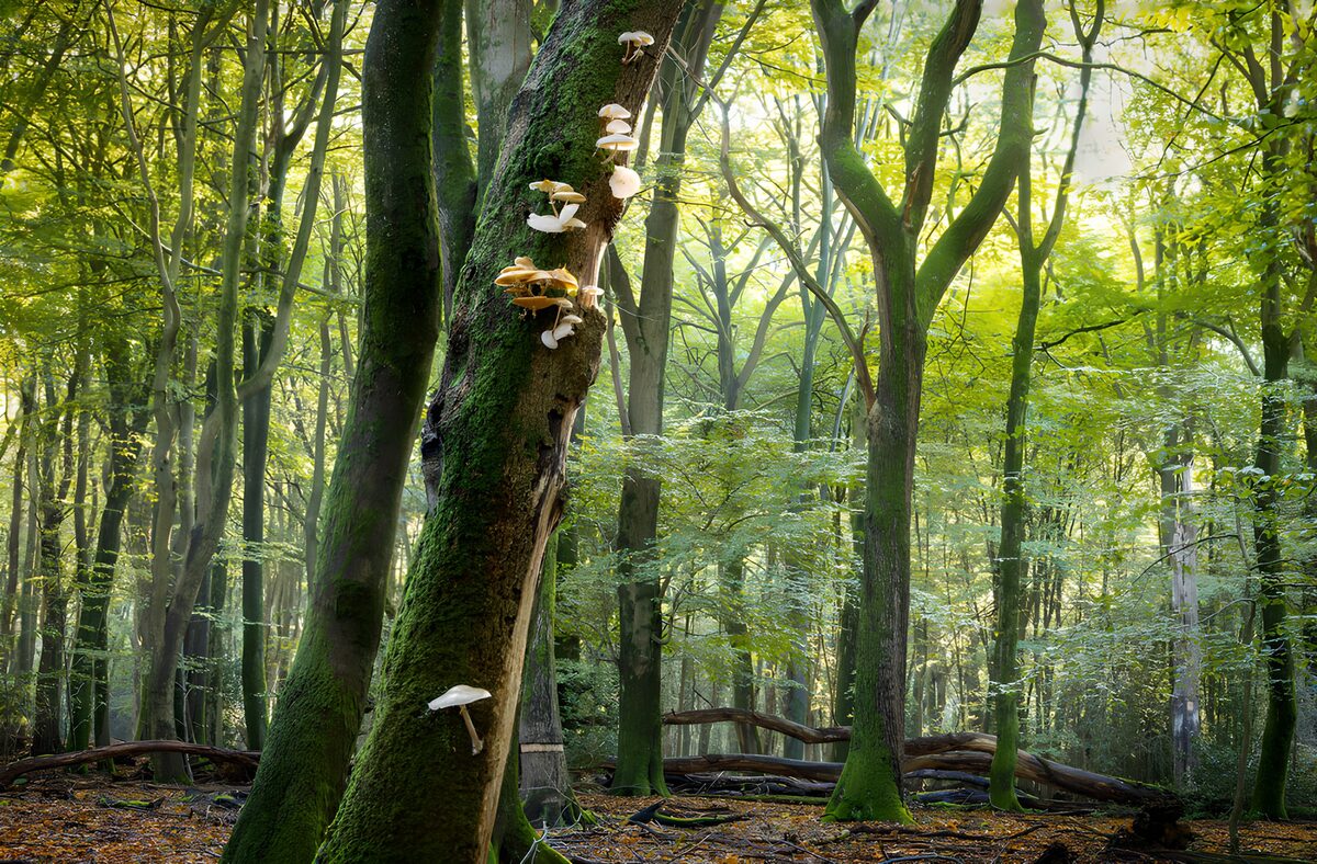 TPDE83771: Mystischer Wald mit Pilzen