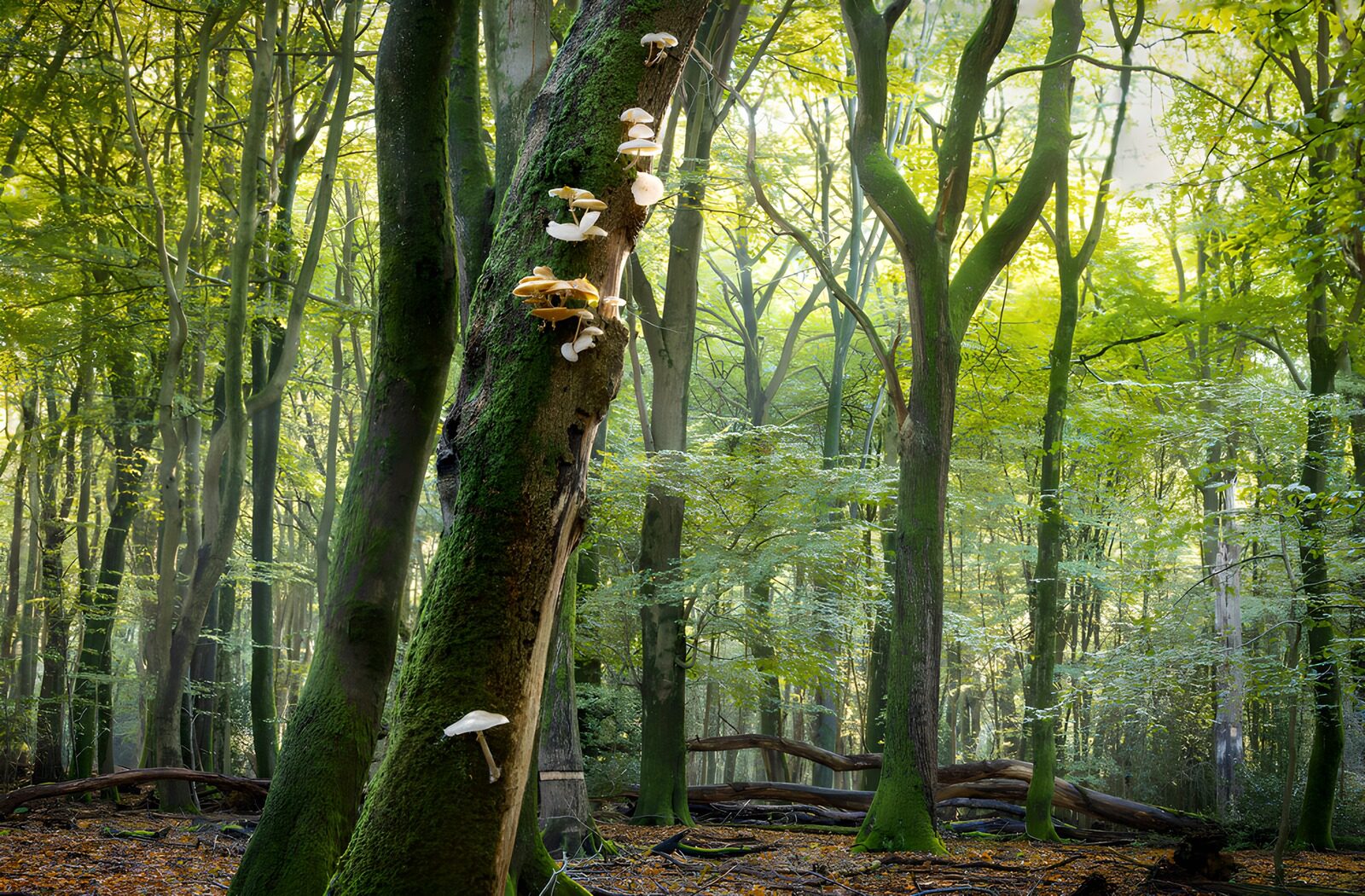 TPDE83771: Mystischer Wald mit Pilzen