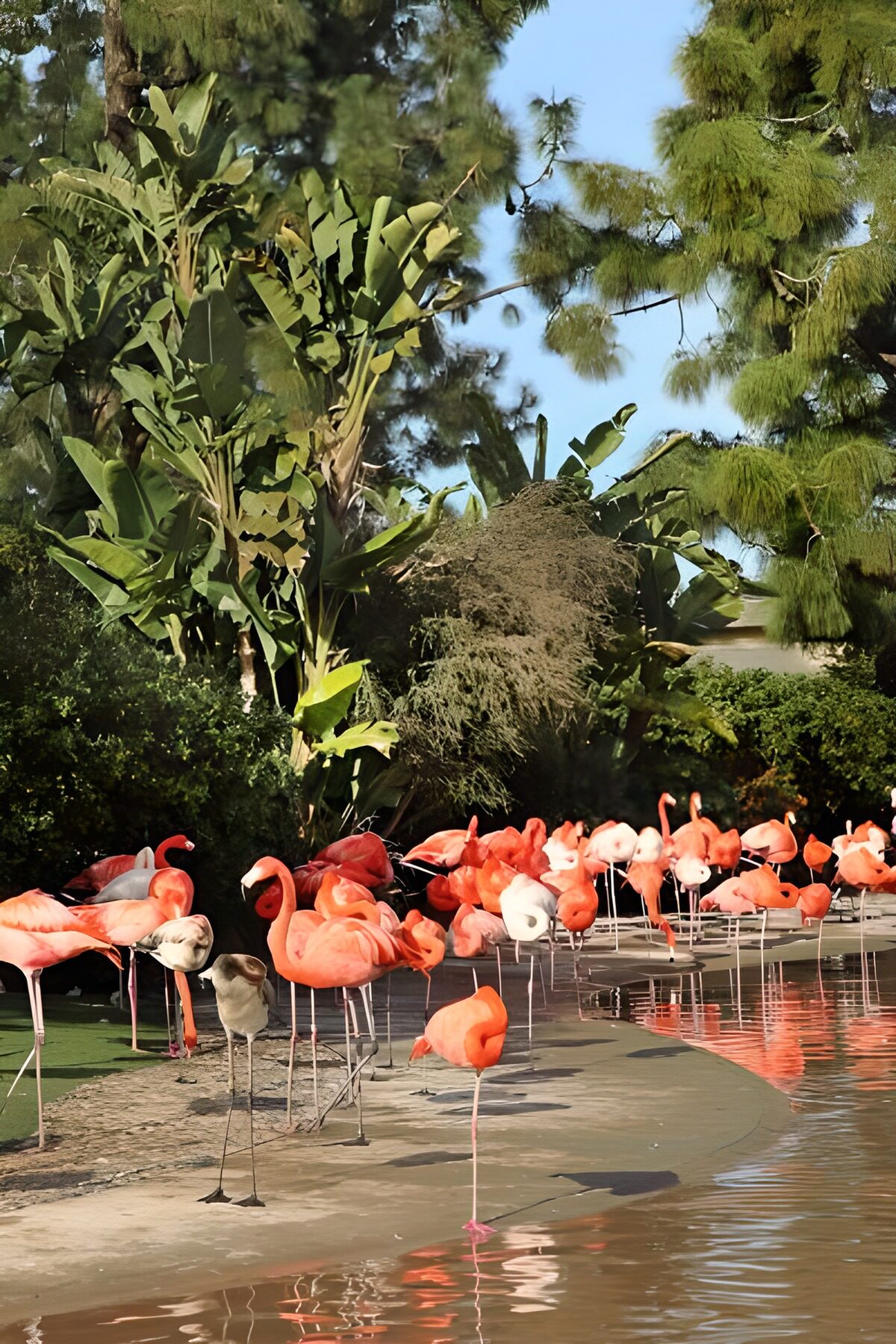 TPDE68708: rosarote Flamingos 