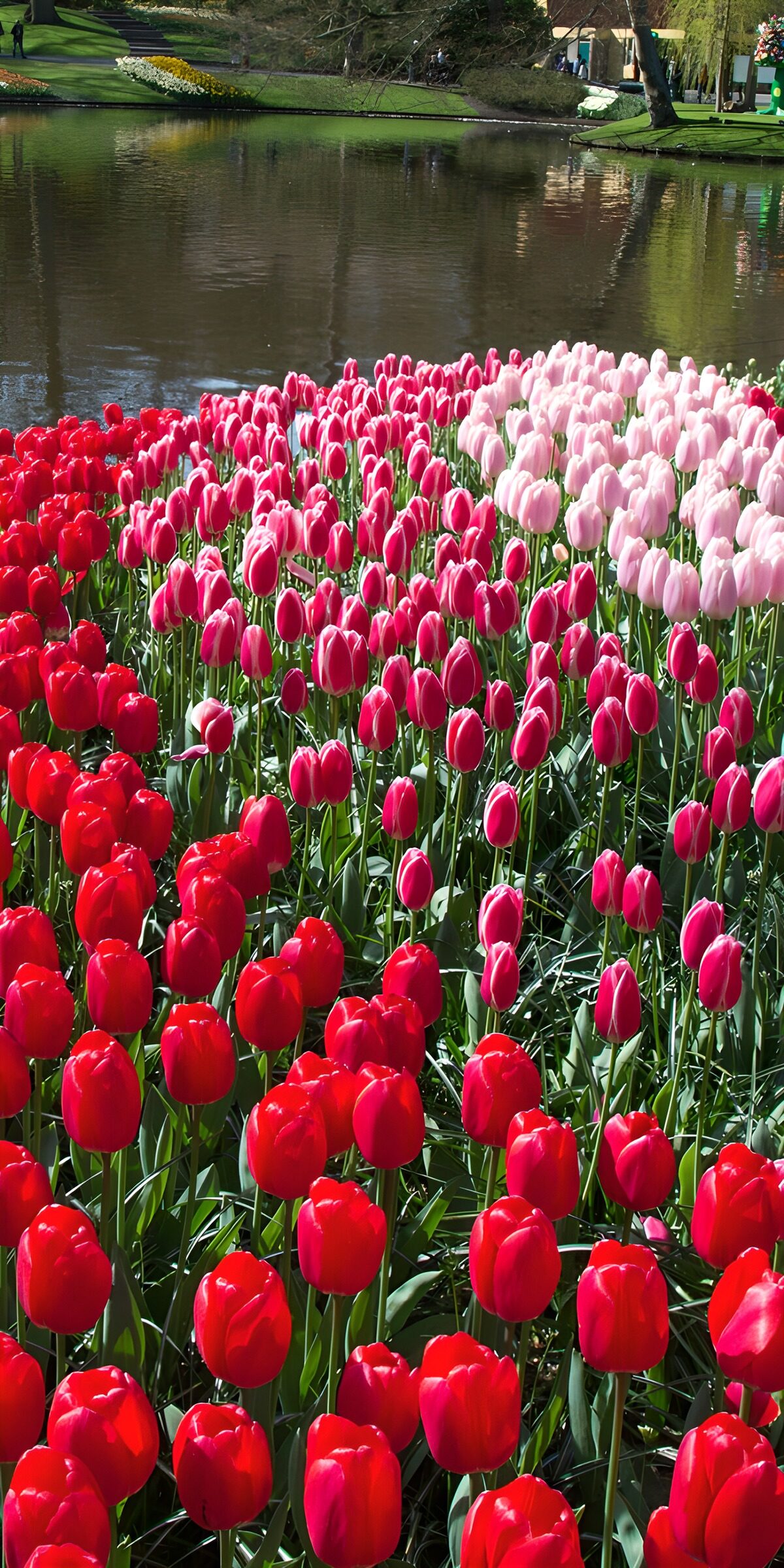 Farbenfrohe Tulpen am See