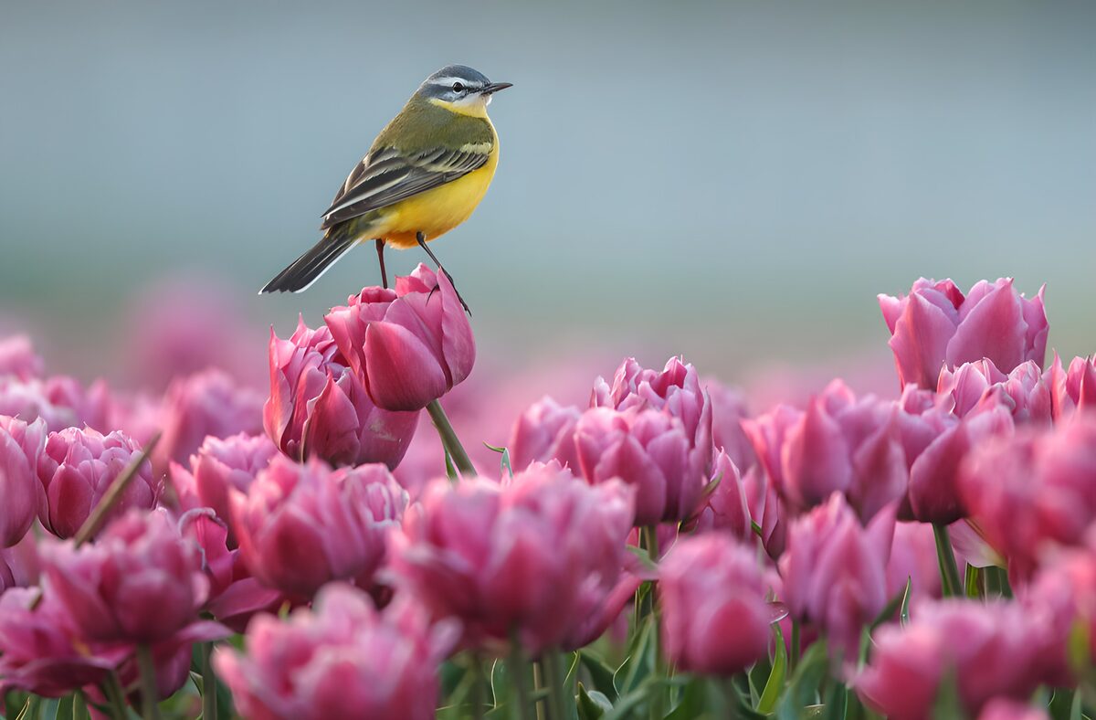 TPDE92635: Gelber Vogel auf rosa Tulpen