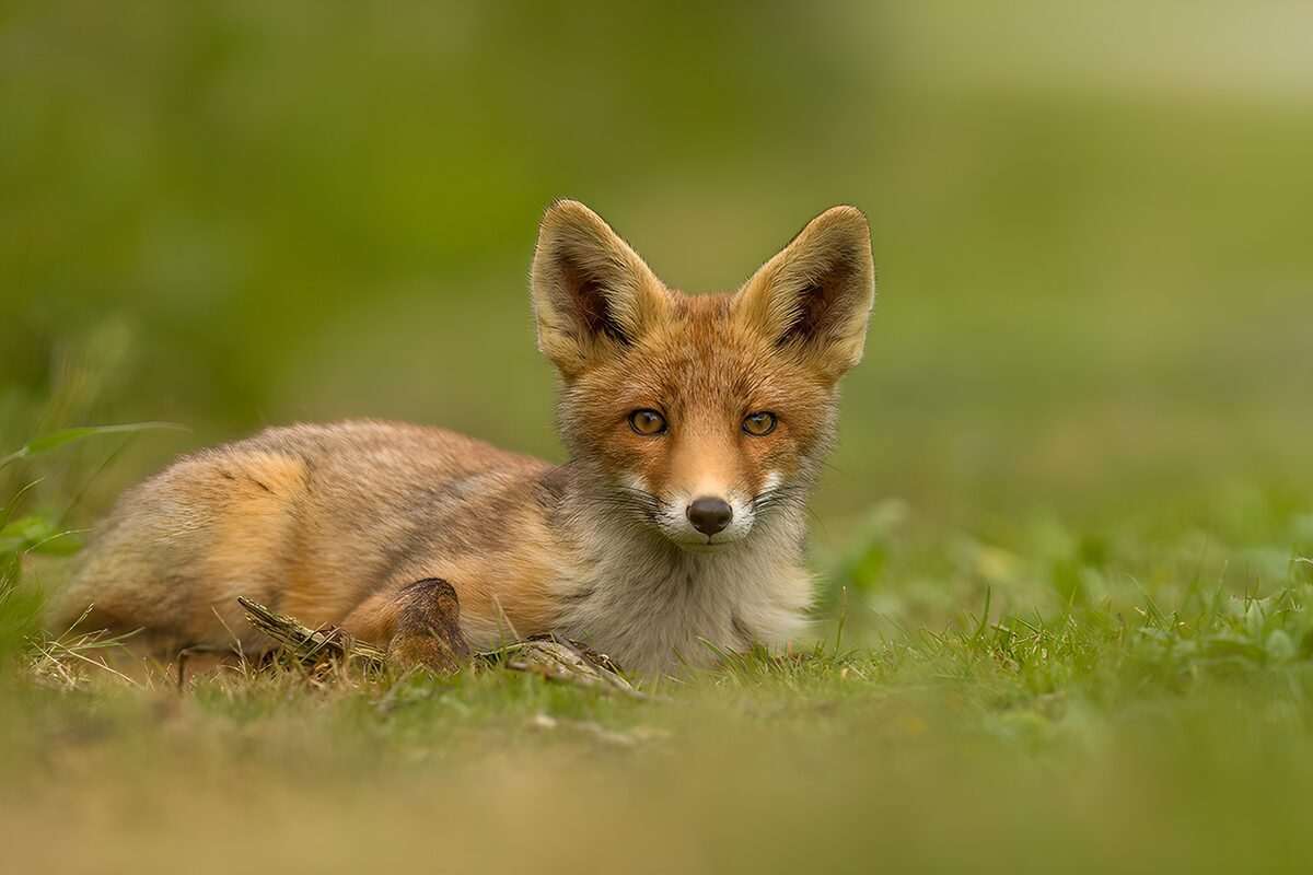 TPDE66917: Fuchs in der Wiese