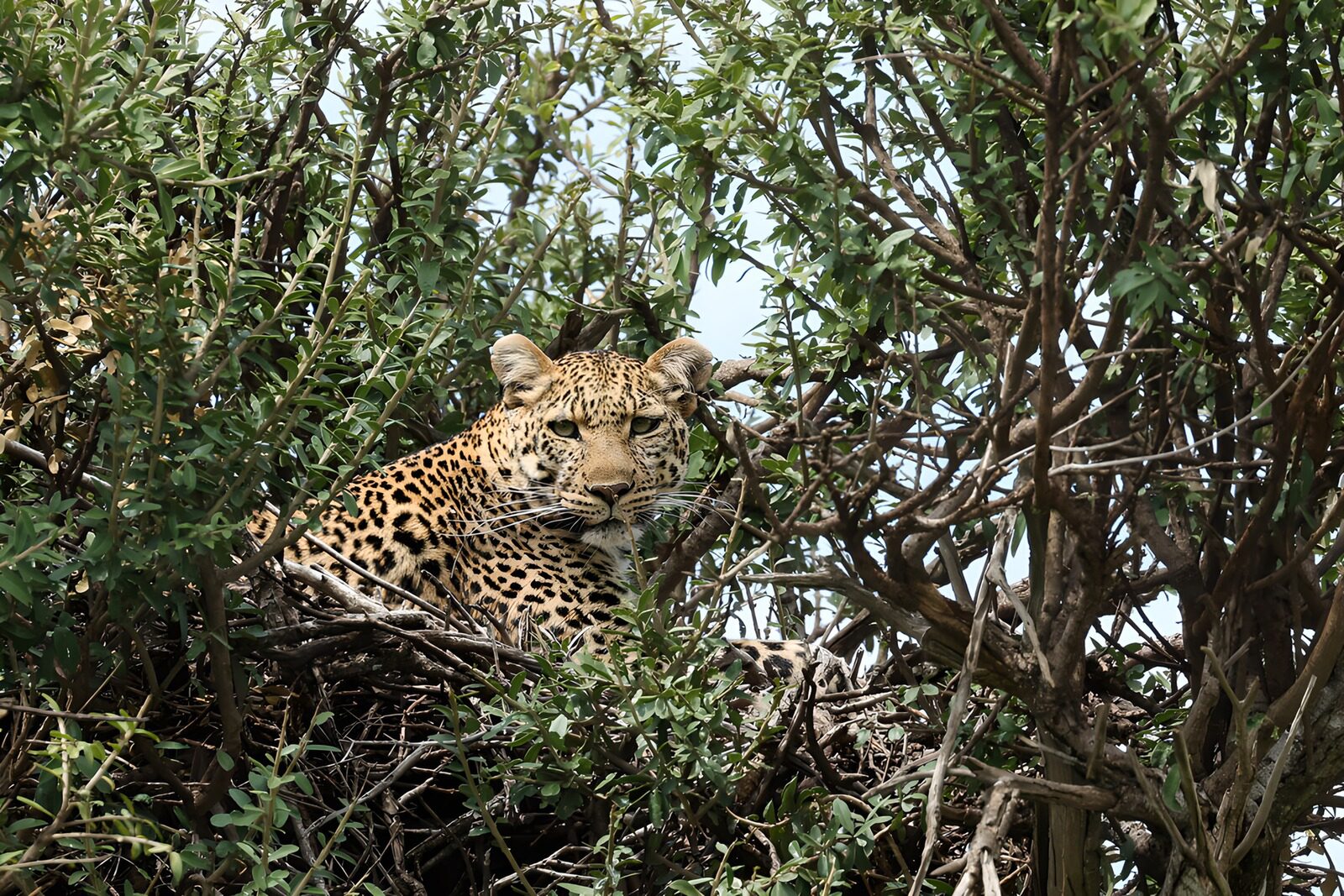 TPDE79830: Leopard auf der Lauer