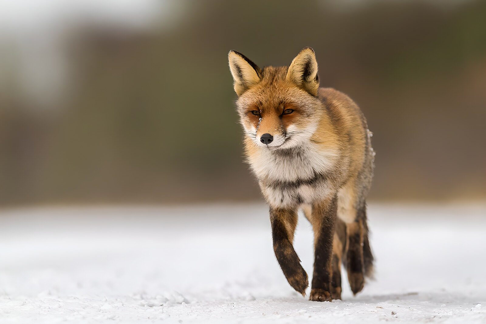 TPDE57327: "Der elegante Fuchs im Schnee"