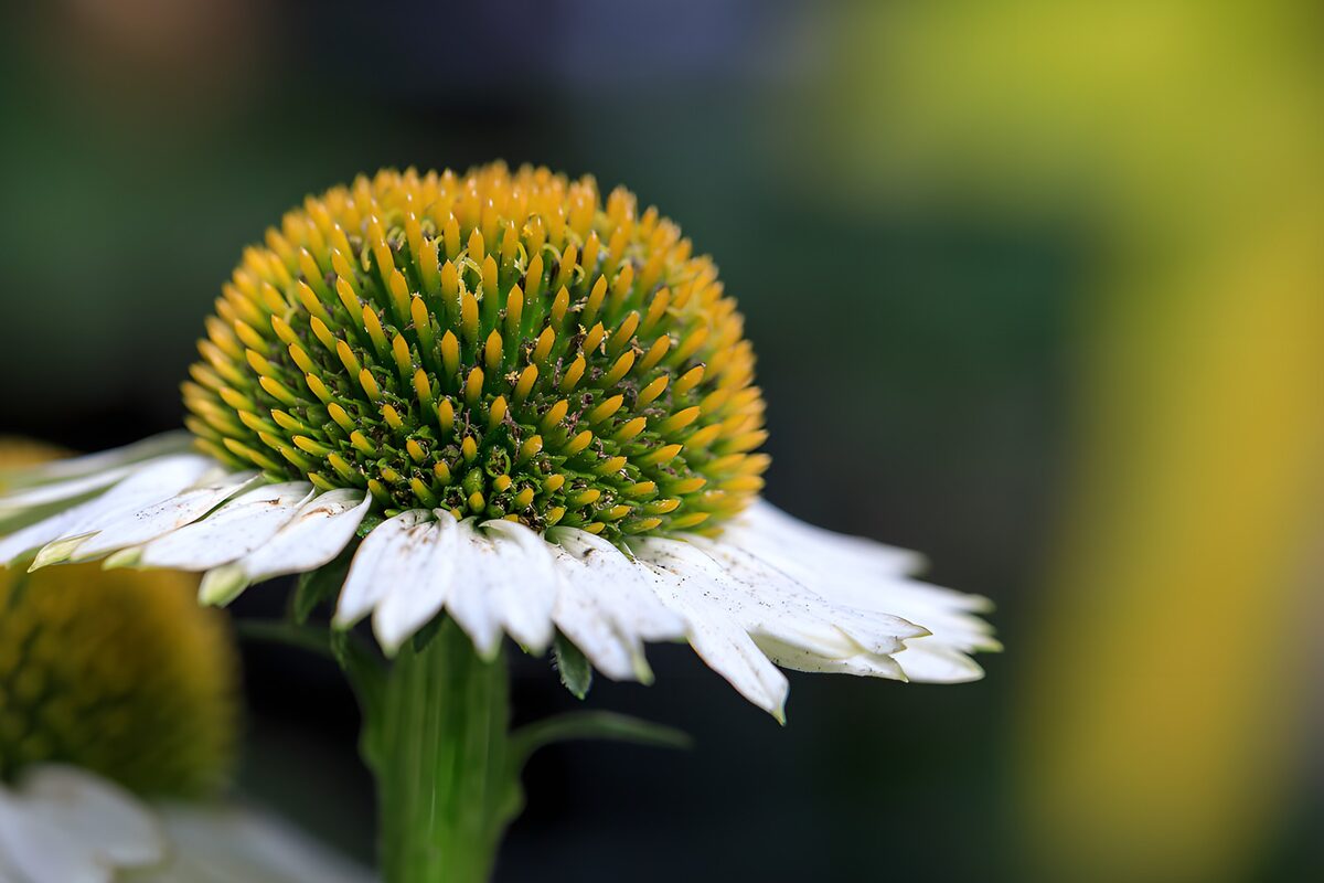 TPDE93335: Echinacea-Blüte im Detail