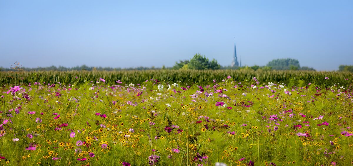 Blühende Wiese mit Kirchturm im Hintergrund
