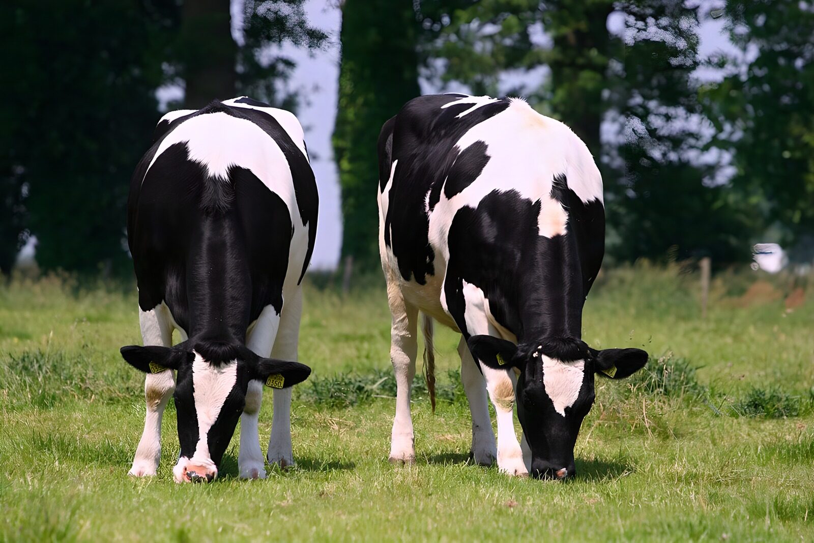 TPDE92445: Kühe, die Gras fressen und im Hintergrund ein Wäldchen