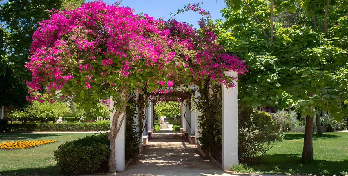 Mit Bougainvillea bewachsene Pergola mit Blick auf den Park