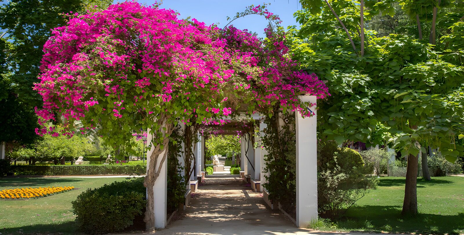 TPDE60403: Mit Bougainvillea bewachsene Pergola mit Blick auf den Park