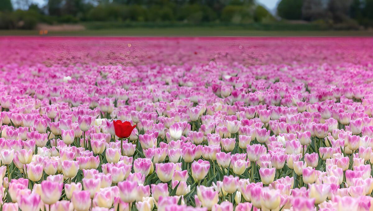 TPDE68106: Ein roter Tupfer im blühenden Tulpenfeld