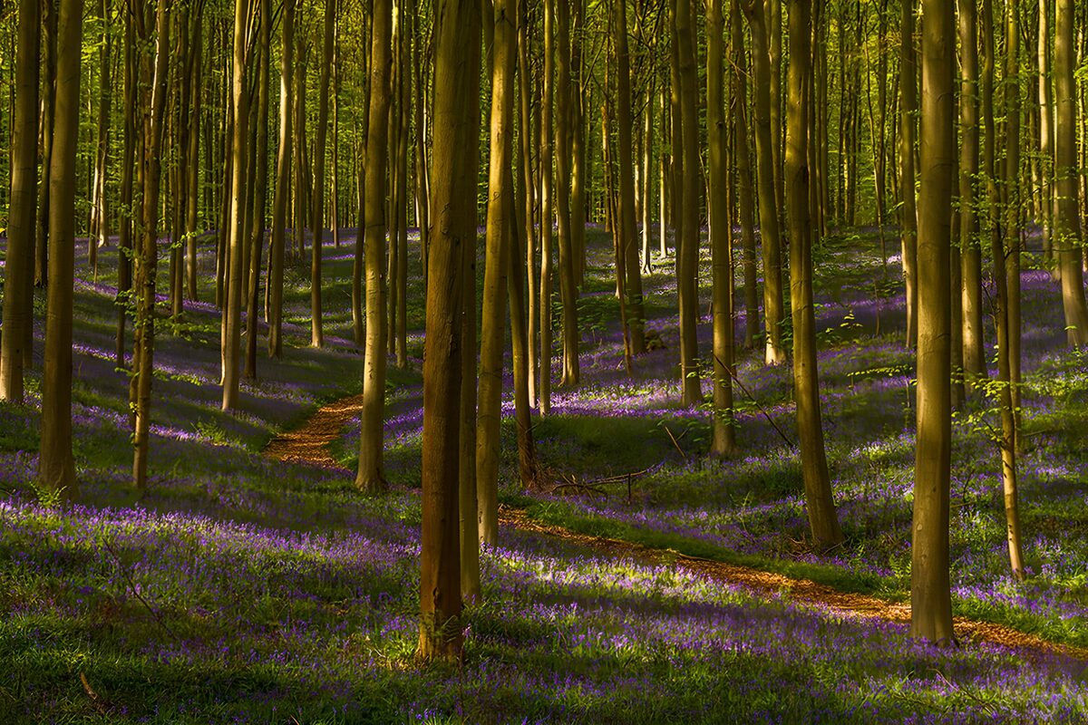 TPDE40052: Blaues Blumenmeer im Wald