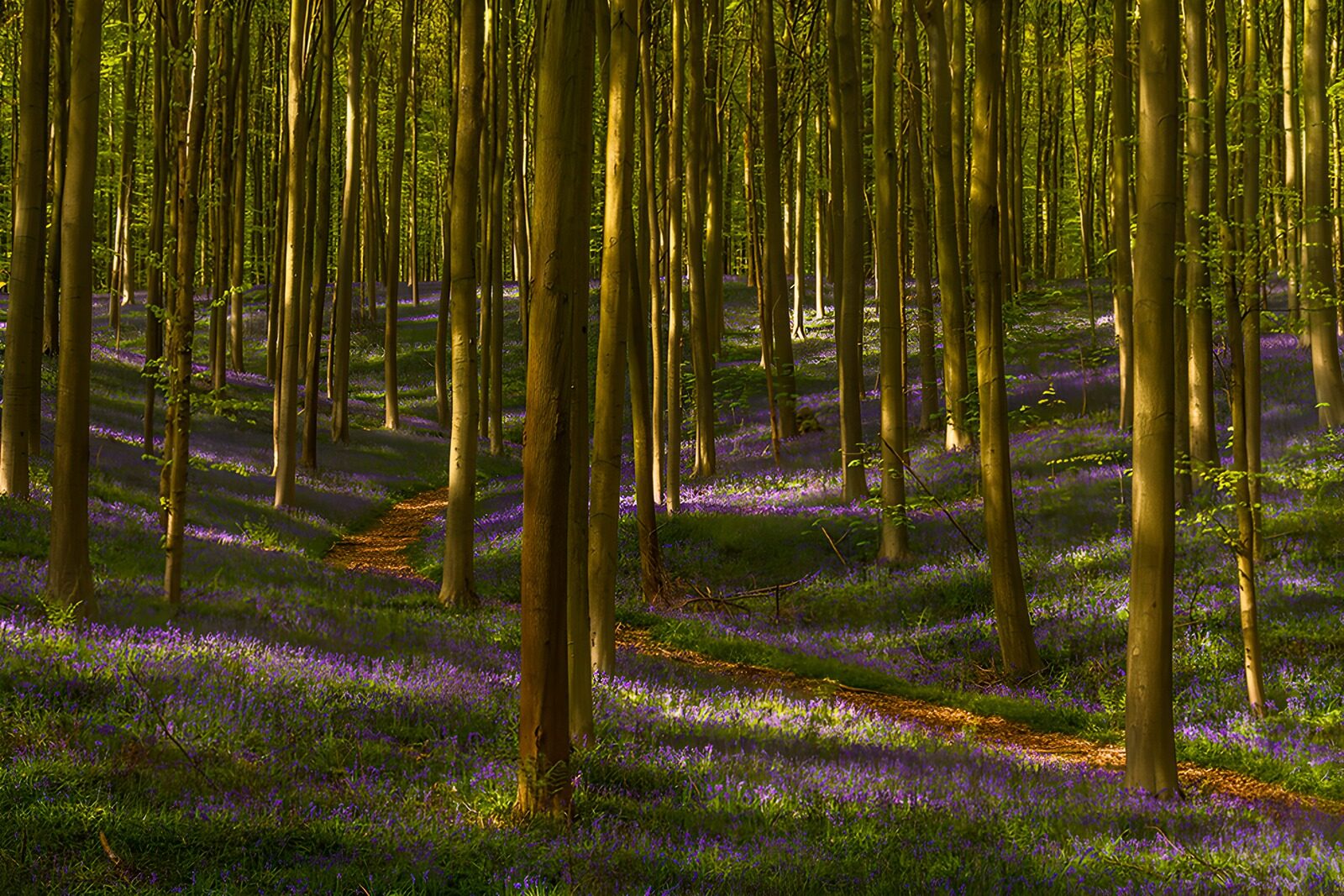 TPDE40052: Blaues Blumenmeer im Wald
