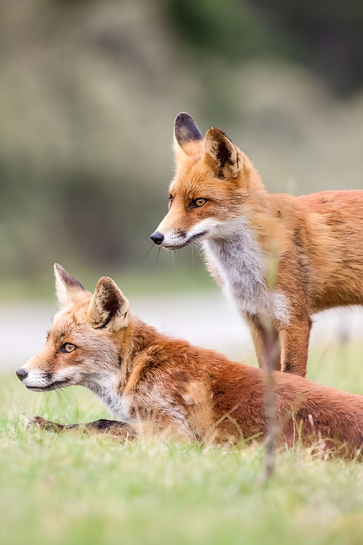 Rotfuchs mit Welpe im Gras