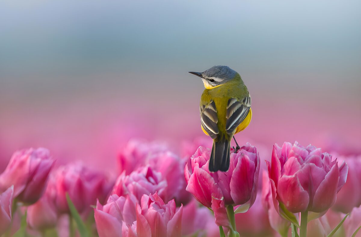 TPDE63607: Vogel zwischen den Tulpen
