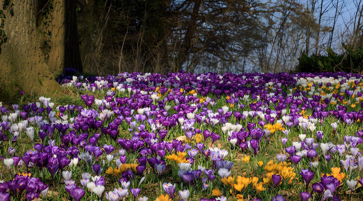 TPDE64052: Blühende Krokusse im Frühlingsgarten