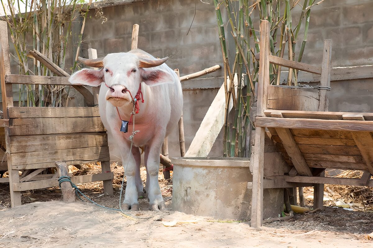 TPDE35368: albino Büffel auf einem Bauernhof  in Thailand