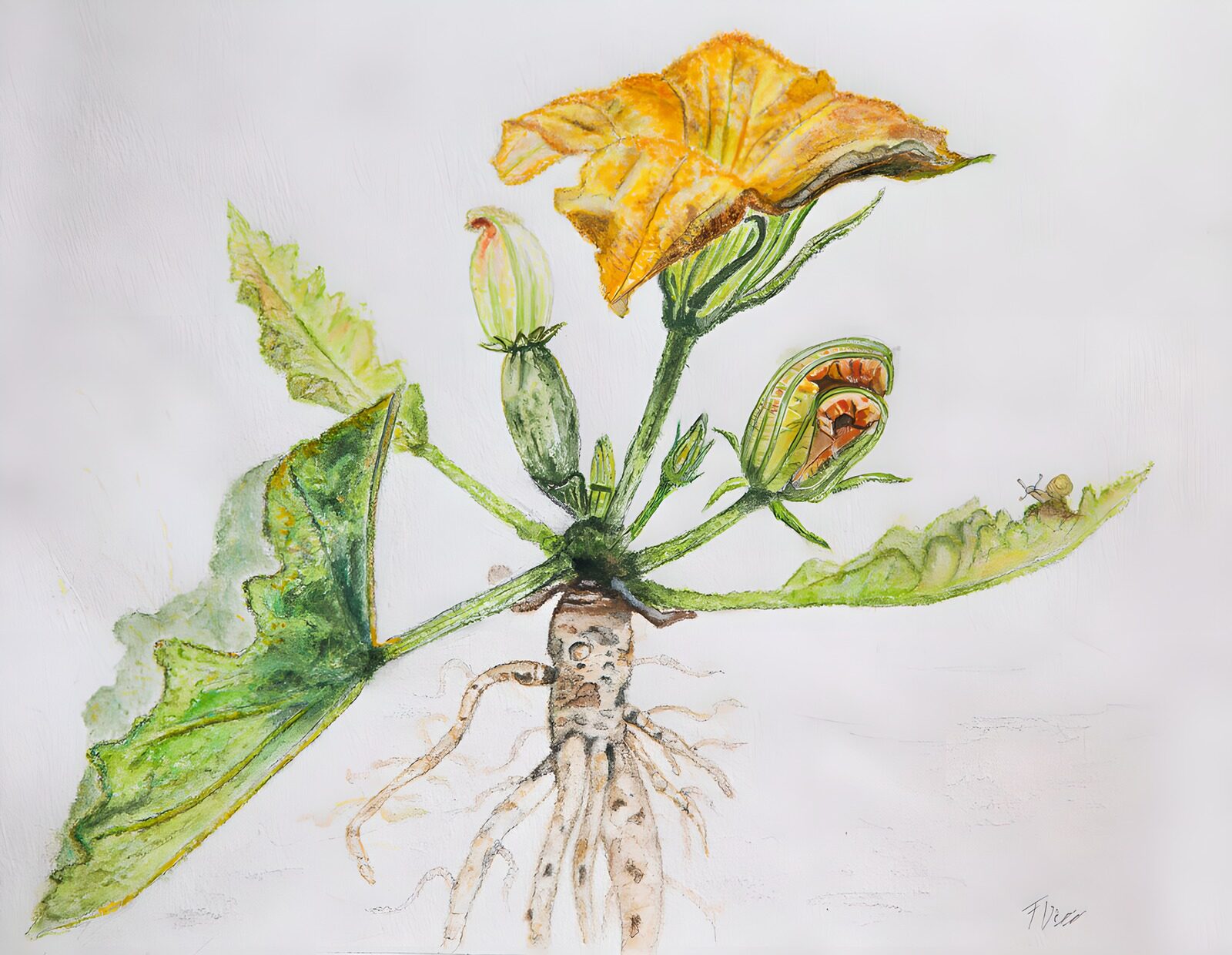 TPDE39228: Blühende Zucchini-Pflanze in Aquarell