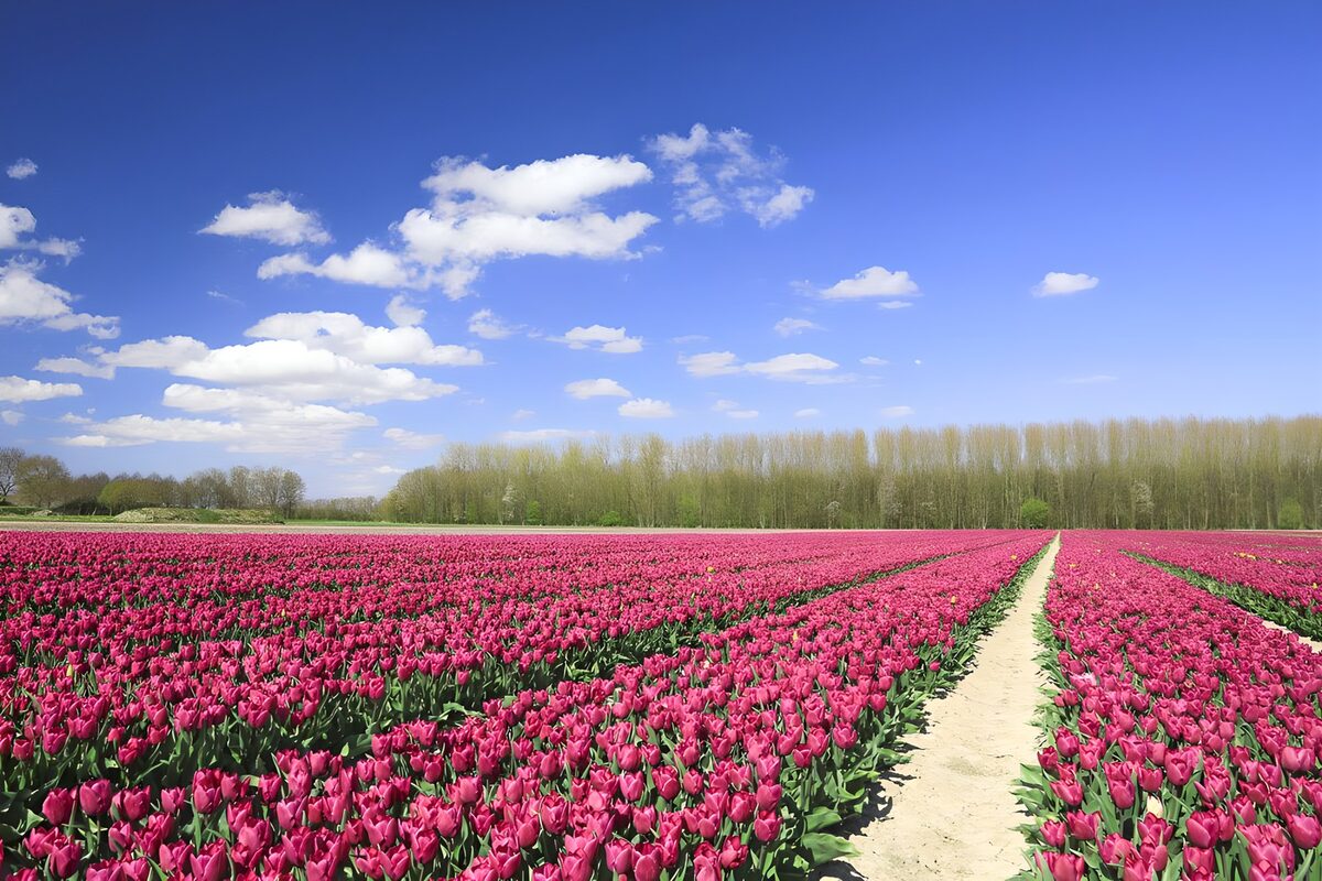Tulpenfeld im Frühling