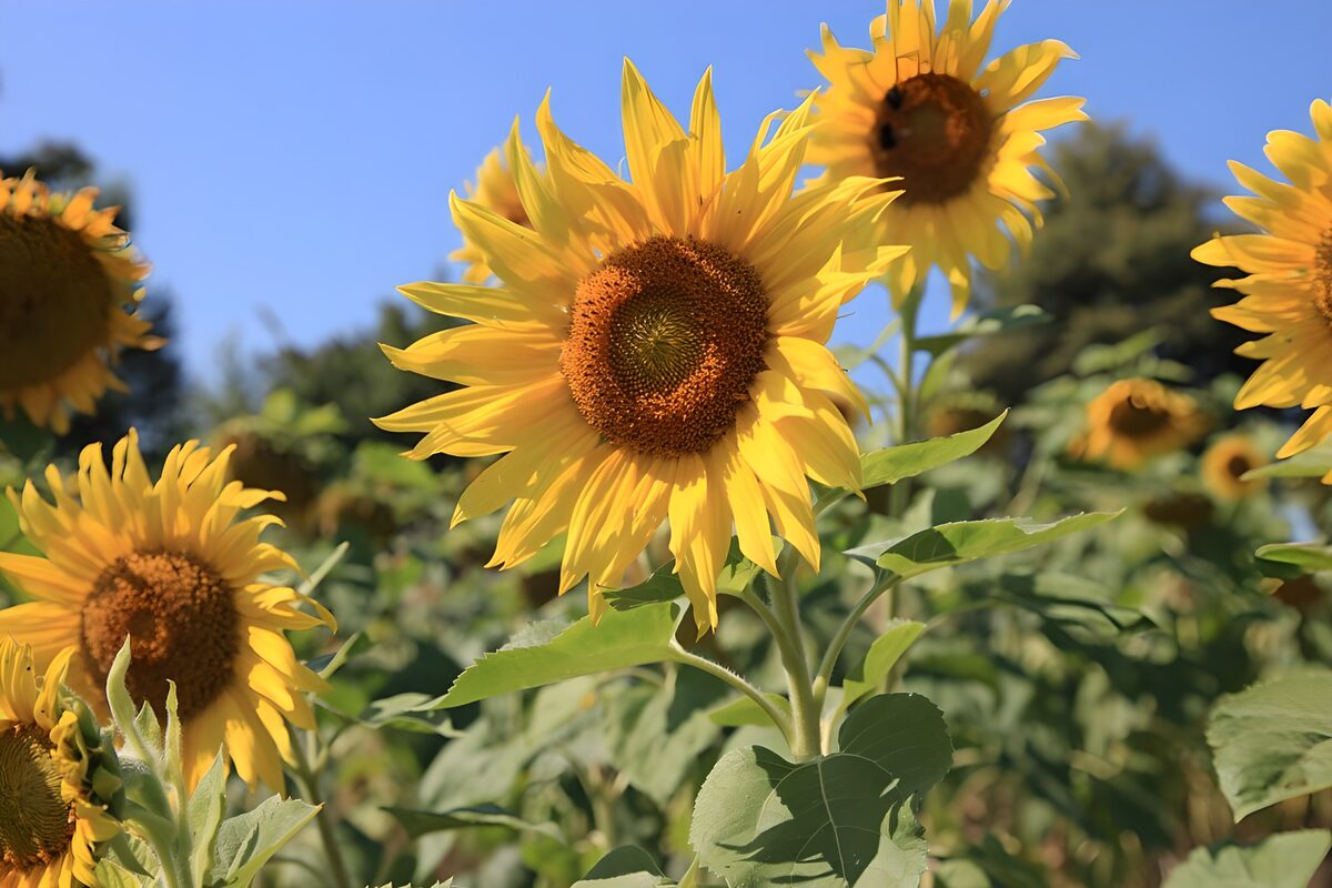 TPDE58084: Sonnenblumen, Sinnbild für den Sommer und die Sonne