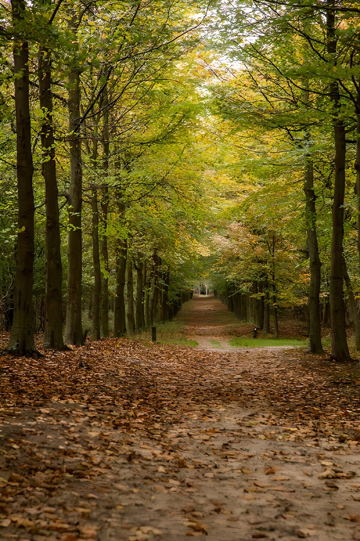 Herbstliche Allee im Wald