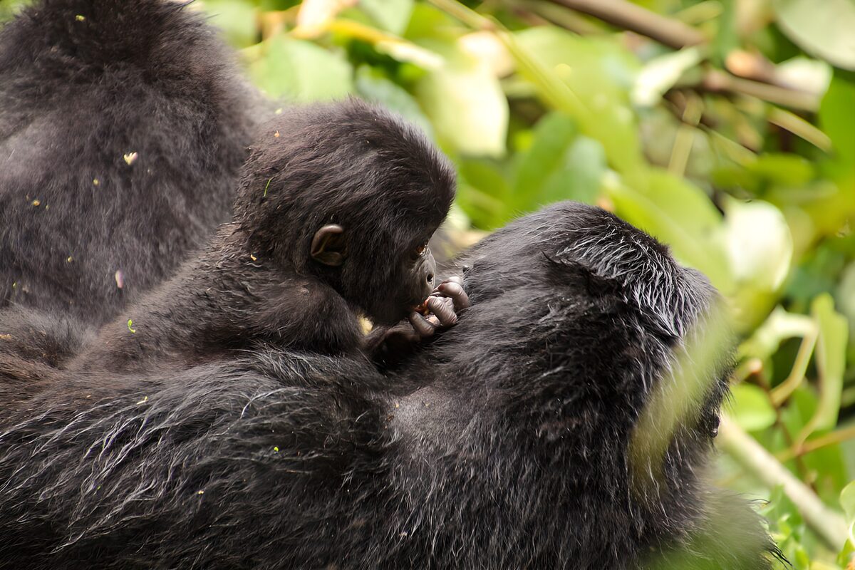 Junges Gorilla-Geschwister in der Natur