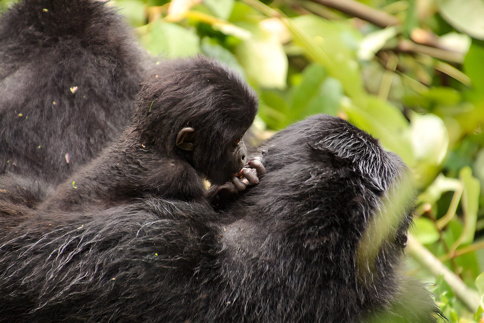 TPDE33382: Junges Gorilla-Geschwister in der Natur