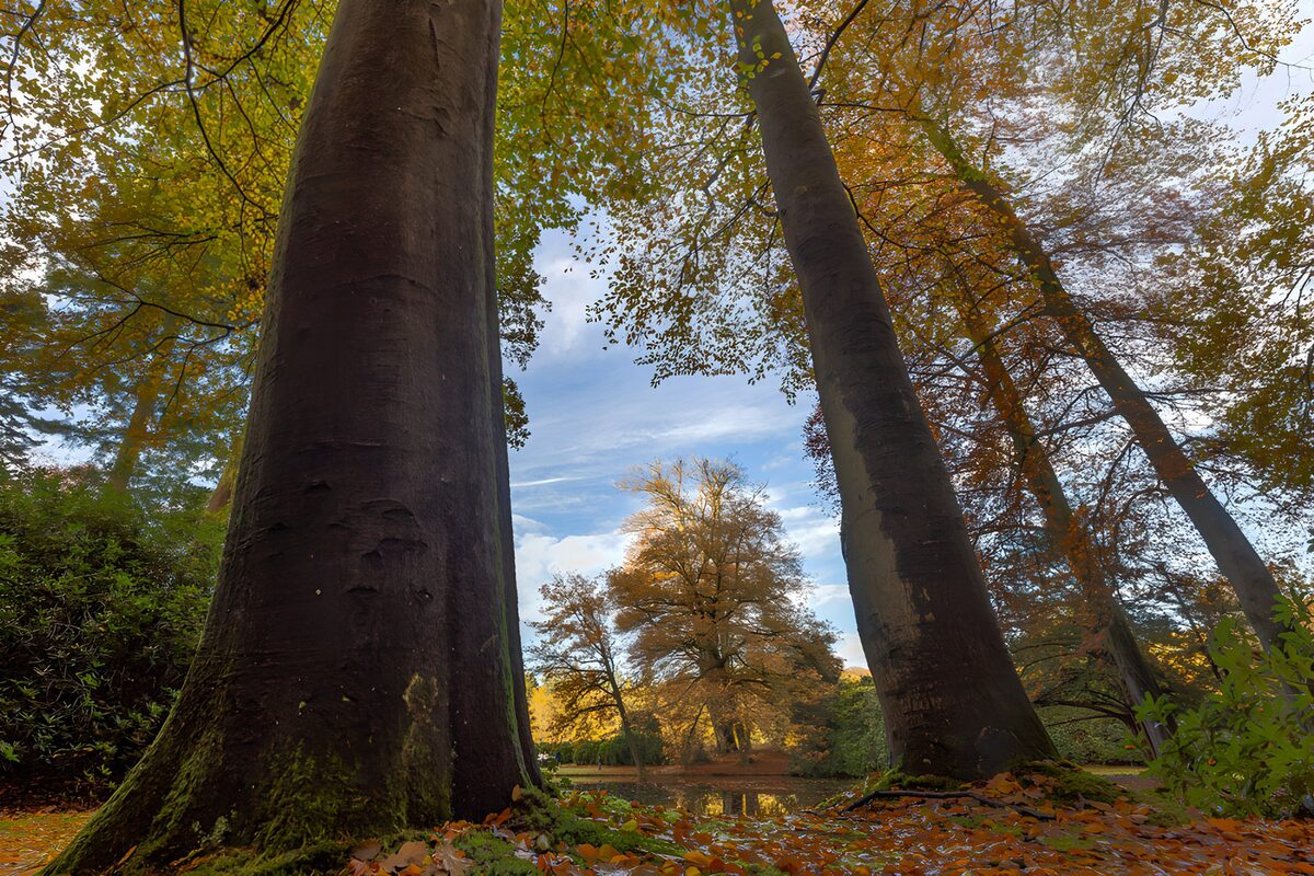 TPDE13023: Herbstliche Baumlandschaft im Park