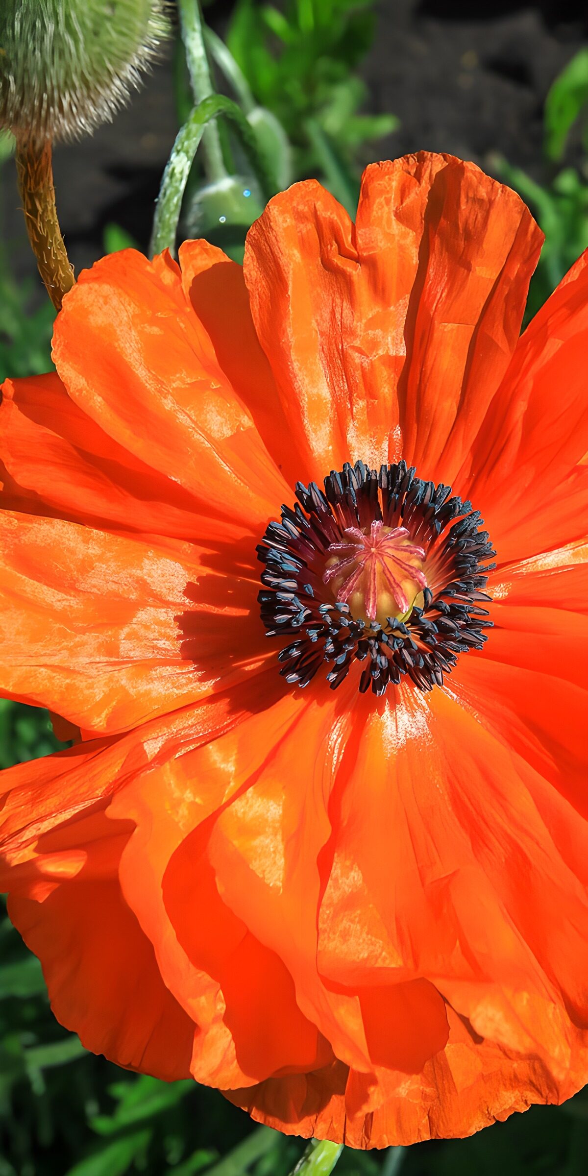 TPDE28089: Leuchtende Mohnblüte im Garten
