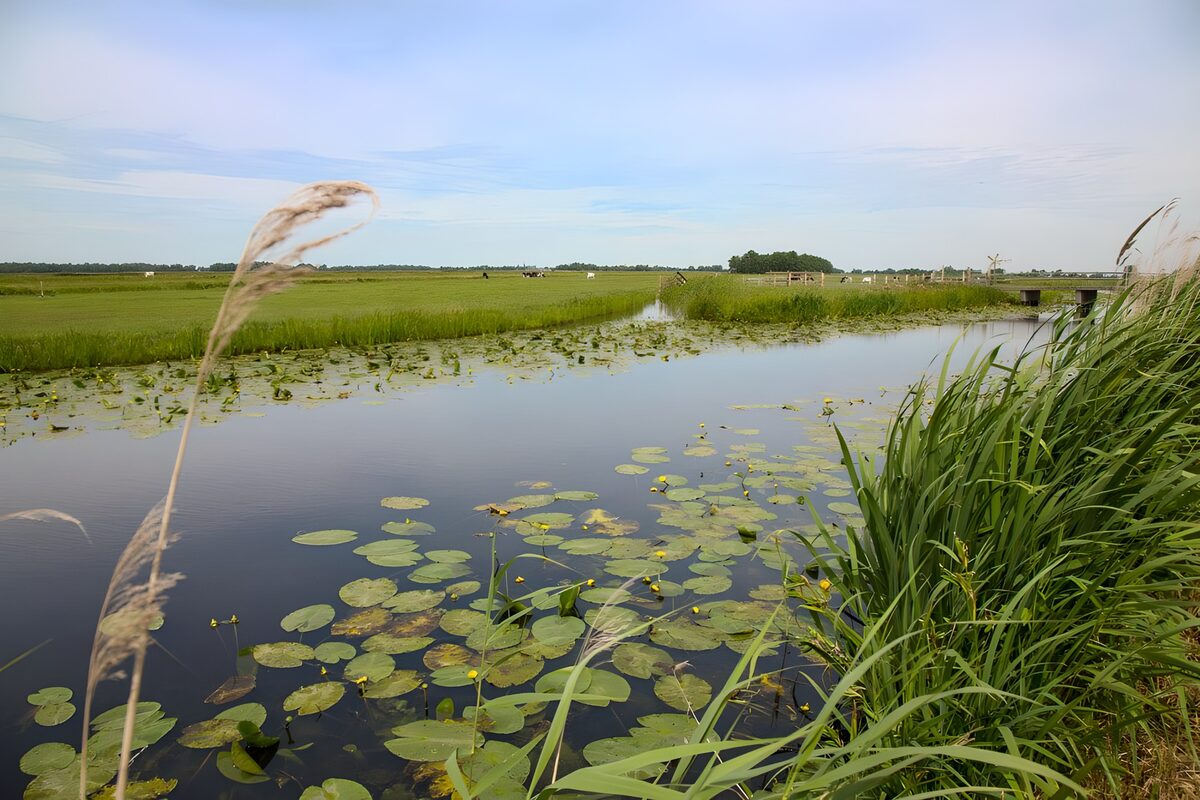 TPDE40177: Blick auf einen Graben mit Wasserlilien