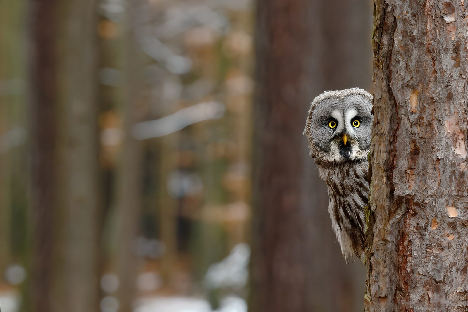 TPDE93255: Uhu blickt neugierig hinter einem Baum