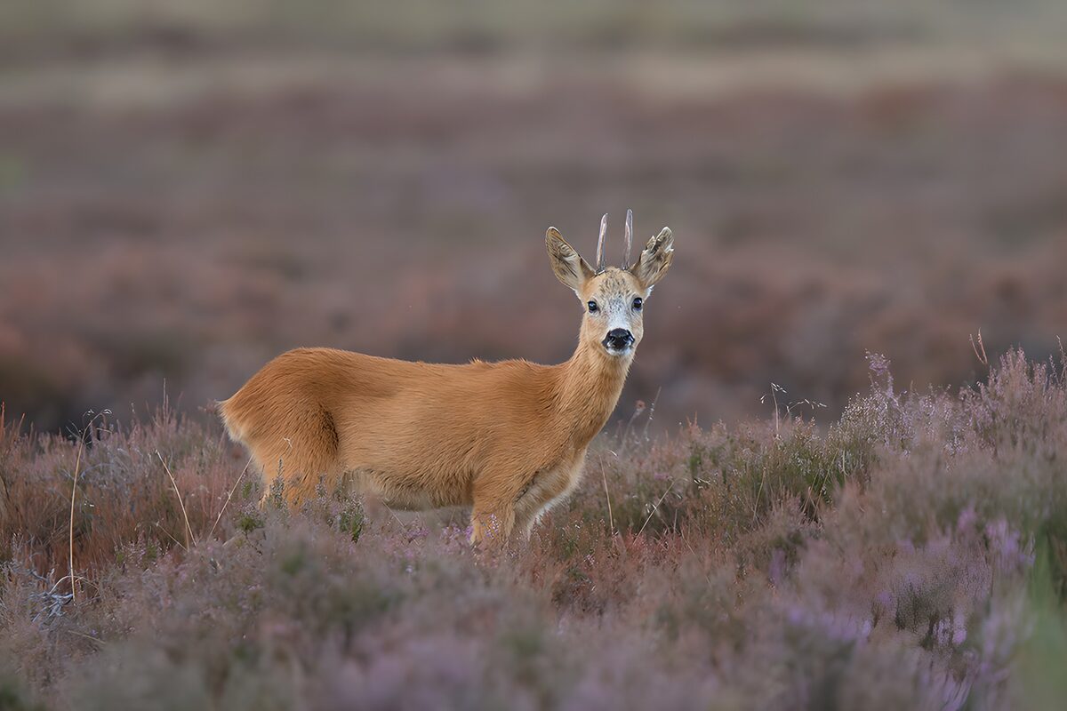 TPDE81952: Junges Reh in blühender Heide