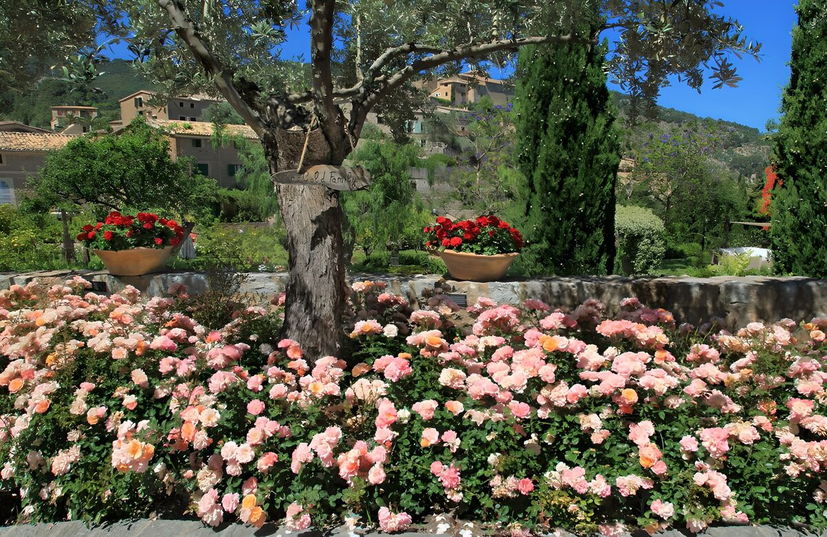Bergdorf an einem Hügel und am Wegrand rosaroten Rosen 
