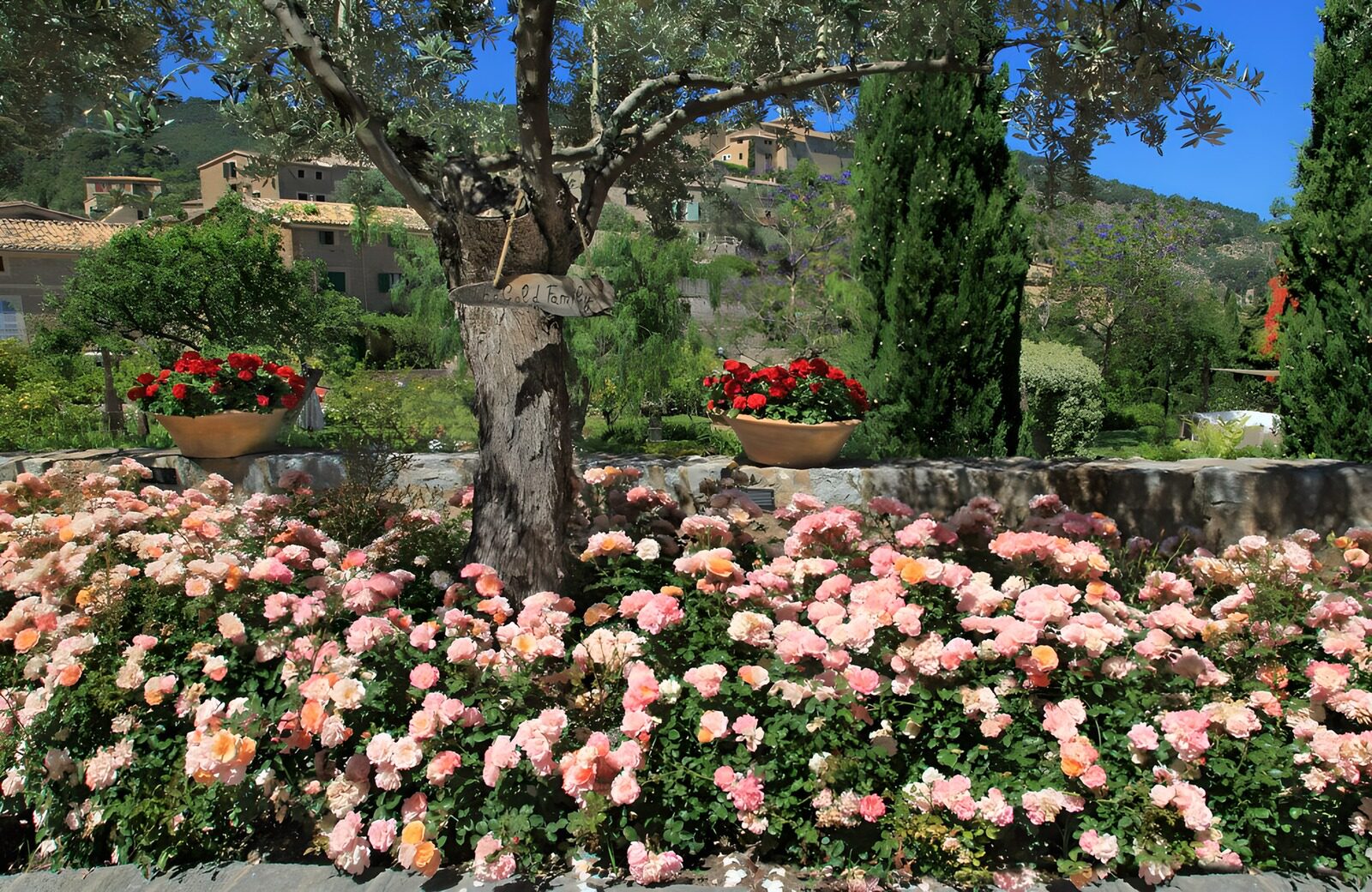 TPDE67800: Bergdorf an einem Hügel und am Wegrand rosaroten Rosen 