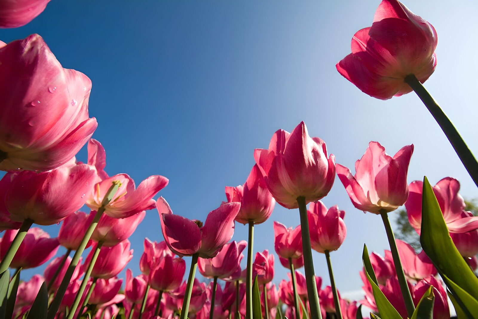 TPDE13509: Ein Blick von unten auf rosa Tulpen