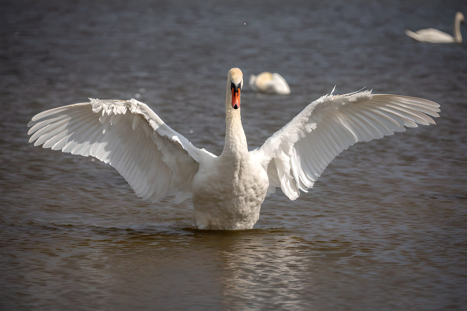 TPDE82883: majestätischer Schwan im Wasser