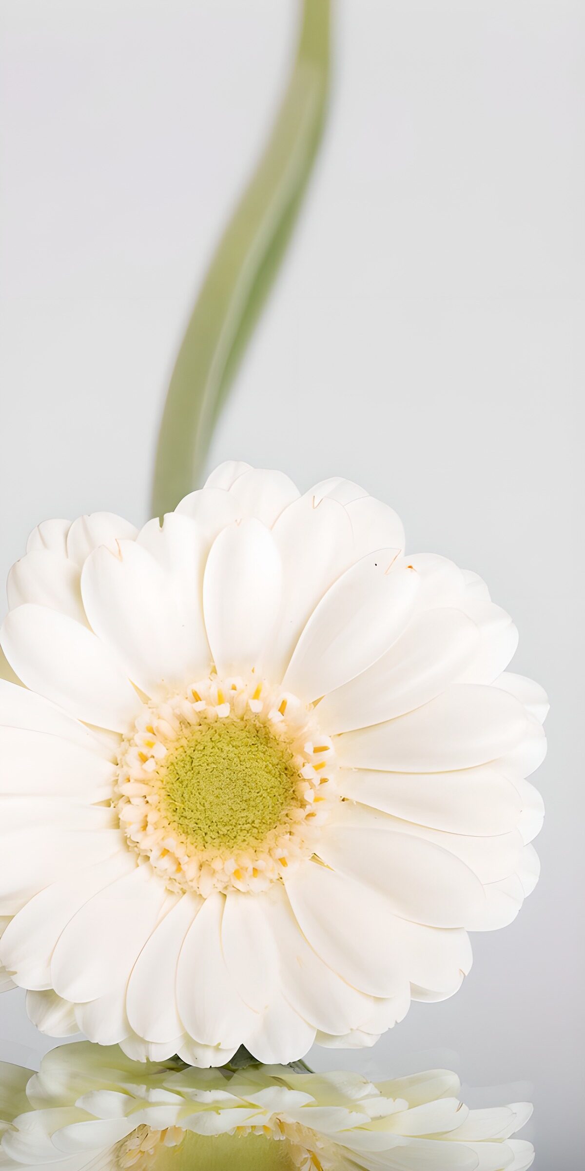 TPDE39289: Weiße Blume mit Spiegelung