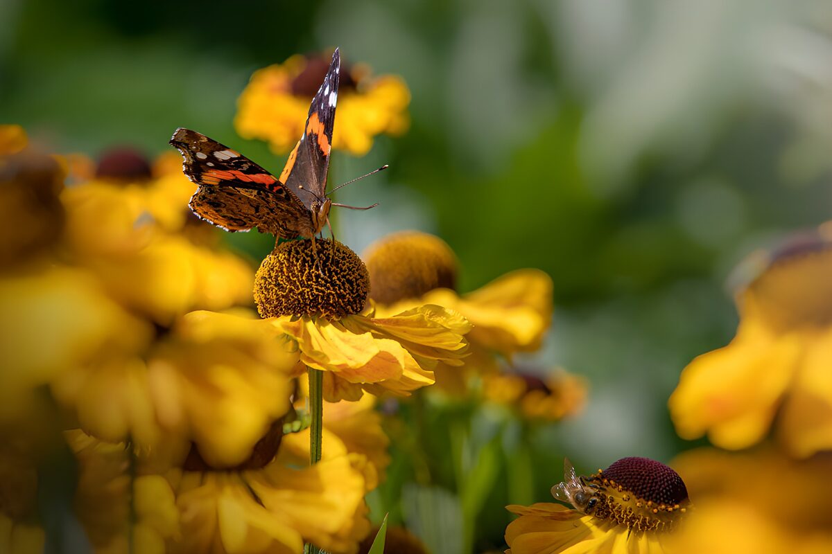 Schmetterling auf gelben Blumen