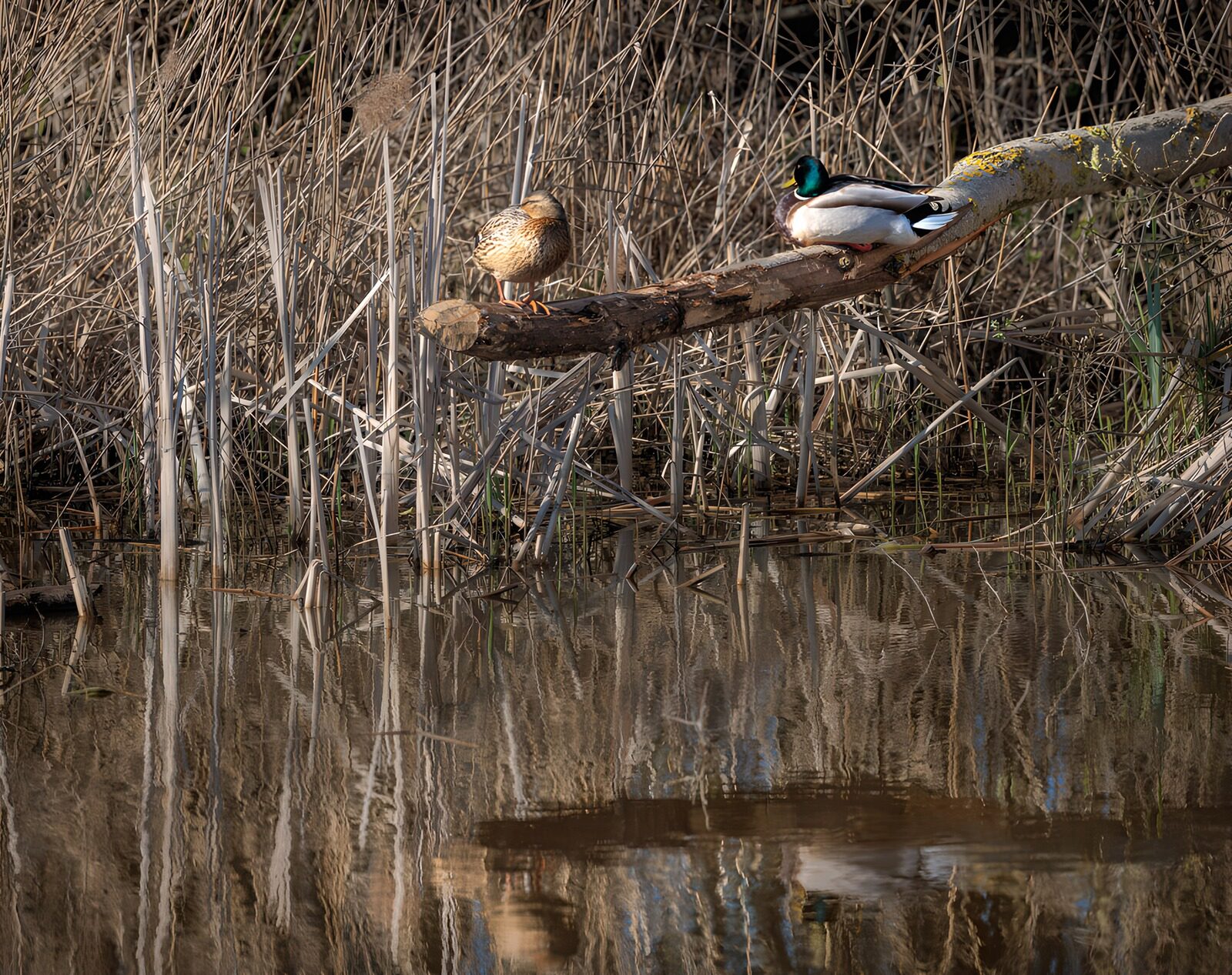 TPDE59739: Enten am Ufer des ruhigen Wassers