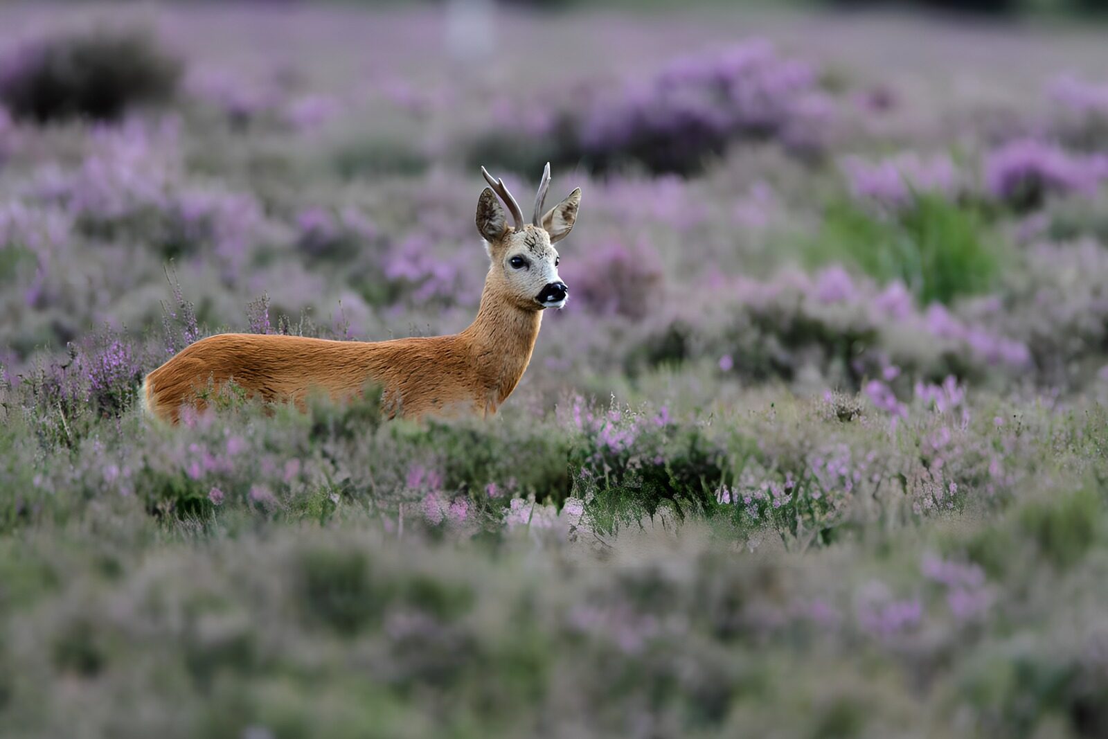 TPDE47406: Reh in lila blühender Heide