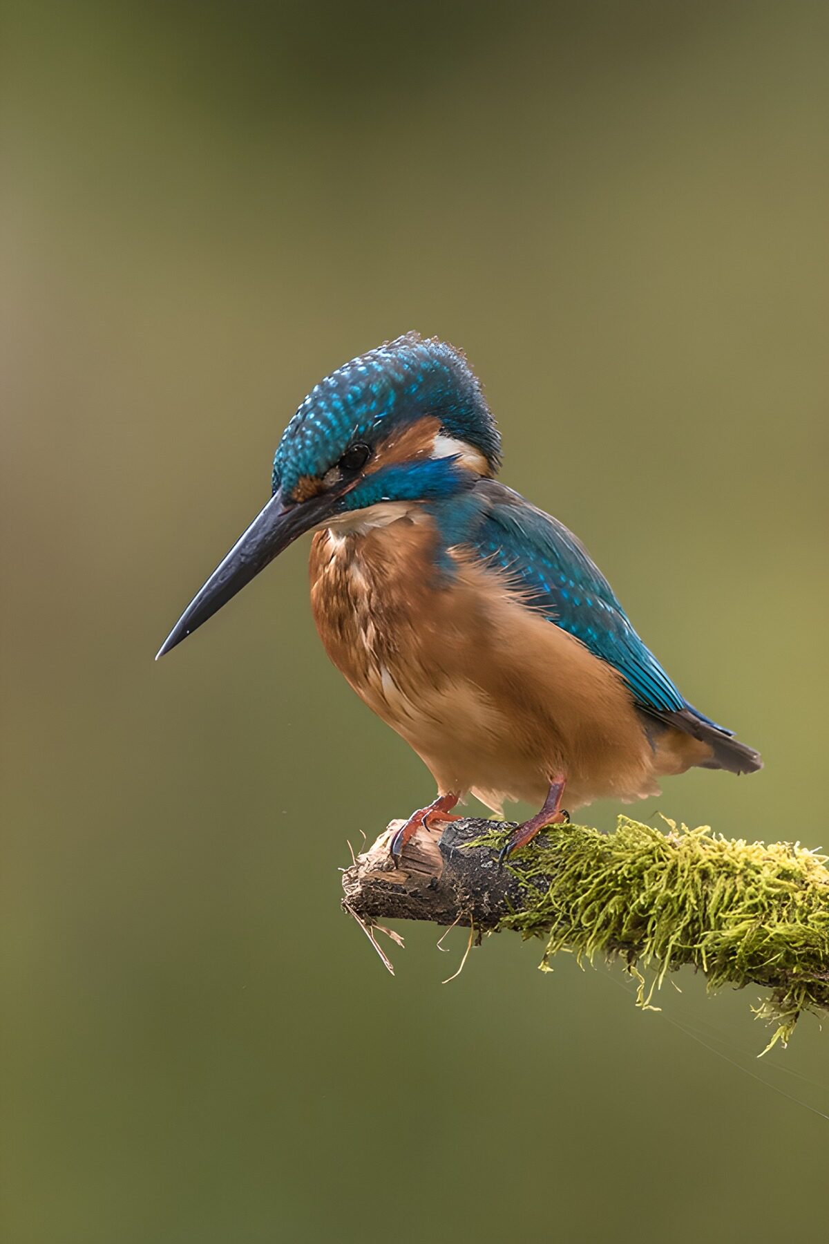 TPDE68331: Eisvogel auf einem Ast