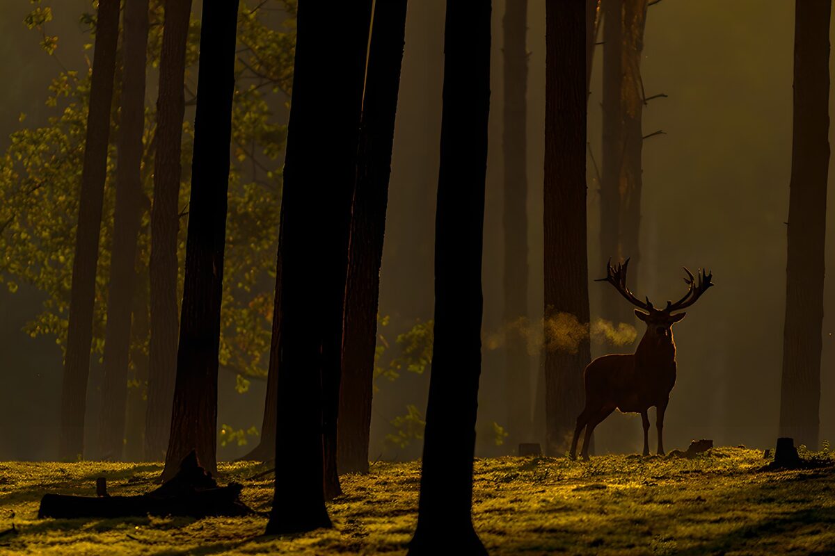 TPDE79786: majestätischer Hirsch im Morgenlicht